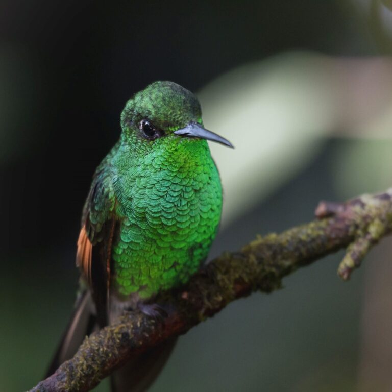 Un colibrí posado sobre una rama de un árbol.